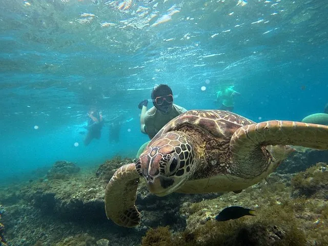Een close-up van een zeeschildpad die onder water zwemt met snorkelaars op de achtergrond.