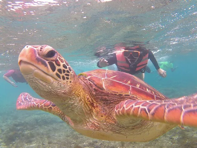 Een close-up van een zeeschildpad die onder water zwemt met een snorkelaar op de achtergrond