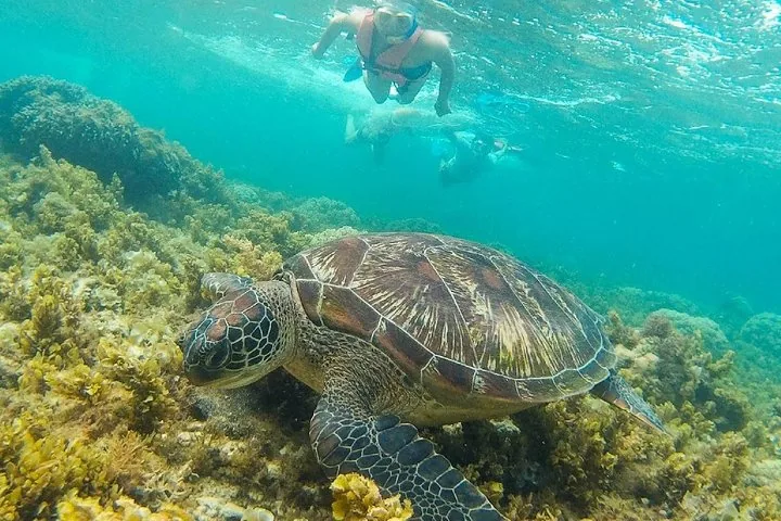 Een grote zeeschildpad die onderwater zwemt, met snorkelaars op de achtergrond.