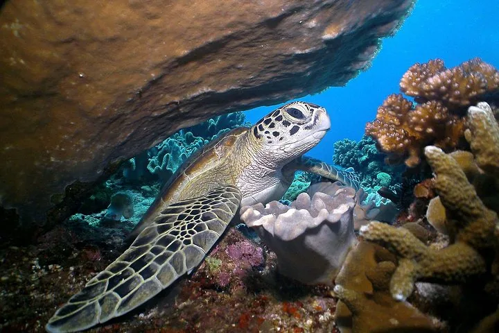 A sea turtle resting among colorful corals under an underwater rocky ledge.