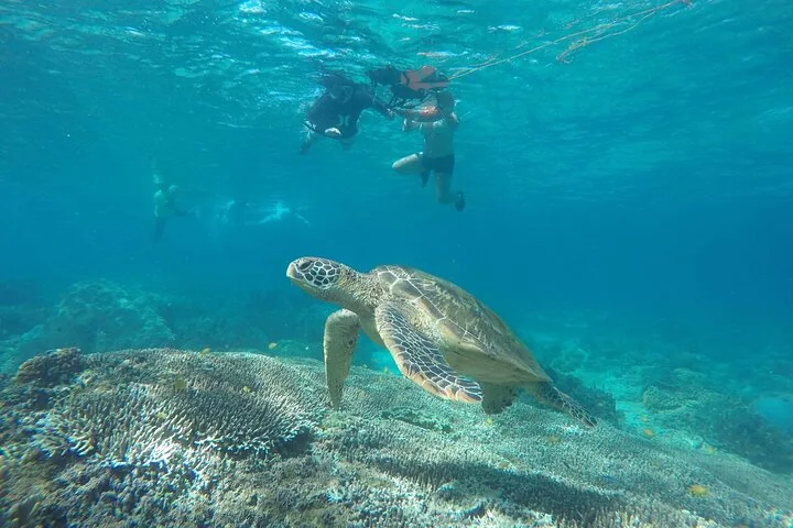 Zeeschildpad die onderwater zwemt, met snorkelaars op de achtergrond bij Apo Island