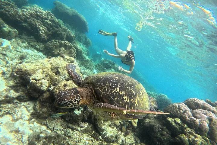 Una tartaruga marina che nuota sopra una barriera corallina mentre uno snorkelista nuota dietro di lei.