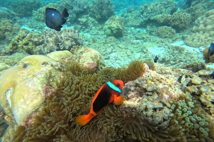 Ein leuchtend orangefarbener Clownfisch schwimmt neben einer Anemone in einem Korallenriff.