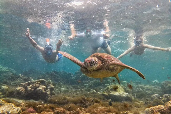 Een zeeschildpad die onderwater zwemt bij koraal, met drie snorkelaars op de achtergrond