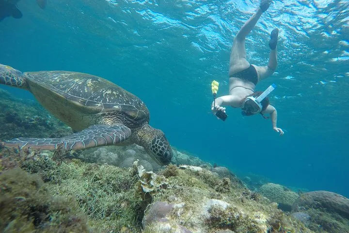 Een zeeschildpad die over een koraalrif zwemt, terwijl een snorkelaar vlakbij naar beneden duikt